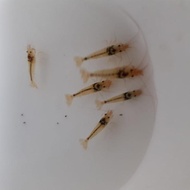 udang hias black mosura aquascape