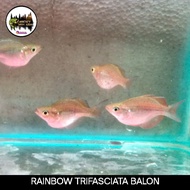 IKAN RAINBOW TRIFASCIATA BALON