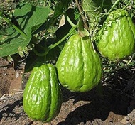 50 Chayote Balcony Fruit Vegetables Seed:Seeds Only