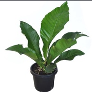 Tanaman Anthurium Hookeri/tanaman hias anthurium 📑
