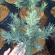 Bibit Tanaman Lohansung Blue Ice (Bahan Bonsai)