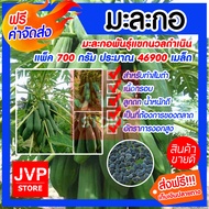เมล็ดมะละกอพันธุ์แขกนวลดำเนิน มีให้เลือกตั้งแต่แพ็ค 100-1000กรัม (Papaya seeds) ปลูกง่าย สำหรับทำส้ม