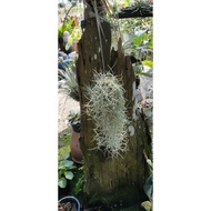 spanish moss pokok janggut adam