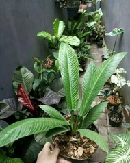 Tanaman Hias Anthurium Lynette - Antorium Linet