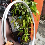 Araya 26 x 1 3/8 rims sera jengki alloy 36h bicycle rims