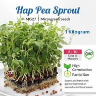 [1KG] MG27 Hap Pea Sprout Microgreen Soon Huat Seeds