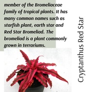 (Real Plant) Cryptanthus Red Star bivittatus earth star bromeliad pokok tapak sulaiman indoor house plant