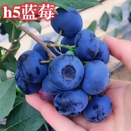 Terjemahan Bahasa Melayu: "[Stok Ready] Anak Pokok Blueberry - Berbuah Tahun Sama - Sesuai Untuk Pas