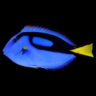 Ikan Hias Air Laut Dory / Dori M Sehat Bebas WS dan Melet Sadis