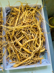 500gram Rễ Sâm Tươi Hàn Quốc Dùng Hầm Gà Nấu Sup Hãm Trà