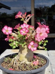 沙漠玫瑰盆栽，粉色花朵