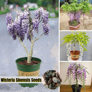10pcs Wisteria Seeds Wisteria Flower Seeds Wisteria Real Plant Seed Wisteria Flowers Vines Hanging B