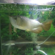 Arwana golden red panjang 30 cm