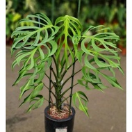 Pot of Monstera ‘Burle Marx Flame’ (Monstera Form 8 - mons F8) shaped like 1 mature plant