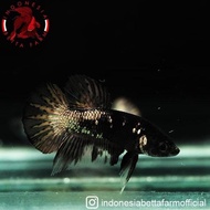 Ikan Hias Cupang Avatar Black Gold Top Grade. Jantan / Male - 01