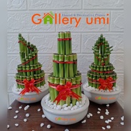 COMPLETE PACKAGE OF LUCKY BAMBOO LUCKY BAMBOO/ CROWN MODEL PAGODA/ SPIRAL/ H: 20CM