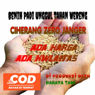 BENIH PADI CIHERANG ZERO JANGER/Bibit Unggul Tahan Hama Kwalitas Terbaik/Kamasan 2Kg