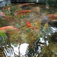 Gurame Padang jumbo 3 warna