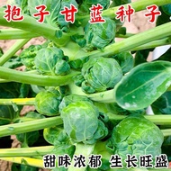 10 Biji Benih - Brussel Sprouts Long Island 孢子甘蓝种子