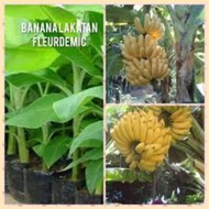 ◐ ❈ ♟ BANANA SEEDLINGS LAKATAN VARIETY