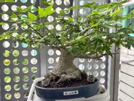 日本山红葉紅楓盆栽