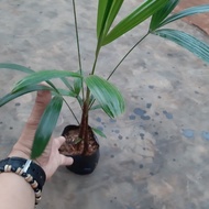 Cod available for wregu palm tree seeds, wregu palm, mini decorative Kawung palm tree