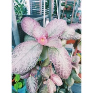 Episia collection outdoor plant