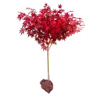 Seed、Easy to Live Cute Meat Living Red Maple Seedlings Red Maple Seedlings Bonsai Garden Ground Planting Colorful Green