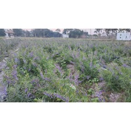 2 bare root plants with violets grown for photography