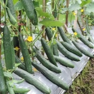 Benih timun jepun/japanese cucumber seeds