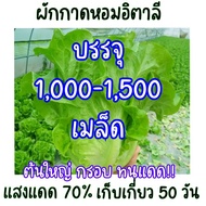 1000 เมล็ด ผักกาดหอมอิตาลี ผักกาดหอมอิตาเลี่ยน Italian lettuce seeds.