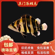 Ikan Harimau Indonesia Ikan Hidup Harimau Sumatera Tulen Empat Belang Campuran Latihan Menggoreng Ik