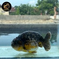ikan hias koki buldog big size