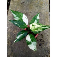 Sindo - Aglaonema Modestum Variegated Live Plant JPFMLO8XPP