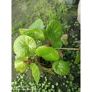 Begonia Plant (Ready Stock)