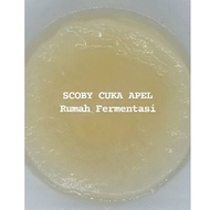 SCOBY APPLE CIDER VINEGAR SCOBY APPLE CIDER VINEGAR