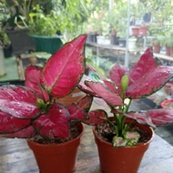 Aglaonema red ( Chinese every green) 2 plan
