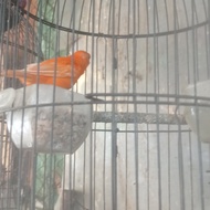 burung kenari merlok gacor dor full merah