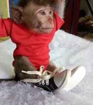 Sepatu Hewan Monpai
