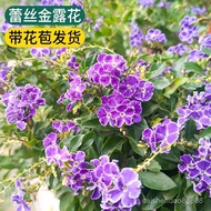 （现货）蕾丝金露花带花苞四季花开盆栽棒棒糖独杆巧克力花香阳台庭院花木