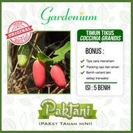 5 Benih Timun Tikus Timun Padang Coccinia Grandis Paktani