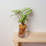 三王合果芋 三角水耕盆栽 室內植物 觀葉植物 禮物 水培