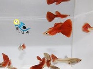 純品系 野生全紅孔雀魚 (一對) 純品系孔雀魚專區 活體宅配 戶外飼養/高級模型 可分期付款