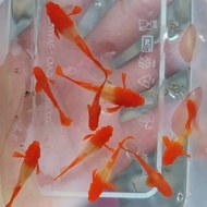 Guppy albino koi red ear (gen king koi)