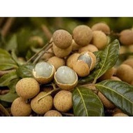 Combo of 3 longan trees (seed trees)