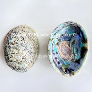 Sage Burned Abalone Shell/ Bucket Abalone Plate/ Rainbow Abalone - Kusako92