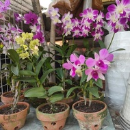 Best Seller tanaman bunga anggrek hidup / anggrek dendro / anggrek