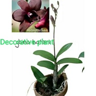 Anggrek Dendrobium Mangosteen sudah berbunga / anggrek dendrobium /