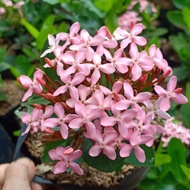 tanaman hias soka jambon bunga pink daun besar
