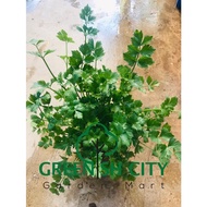 Coriander Cilantro Leaf Herb Plant Daun Ketumbar Daun Sup 香菜 芫荽 芫荽 香菜